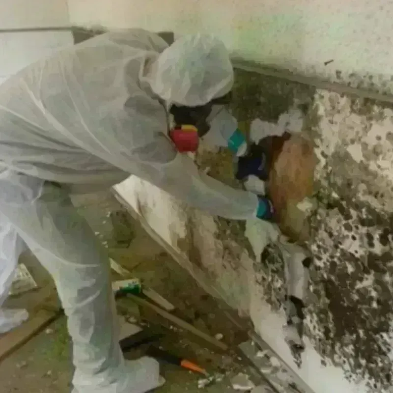 Mold Remediation and Removal in Malibu, CA